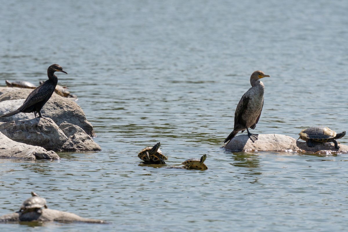 Neotropic Cormorant - ML360778141