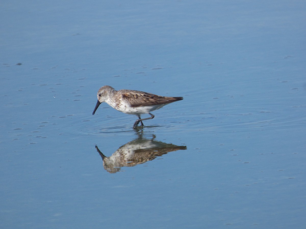 Western Sandpiper - Betty Holcomb