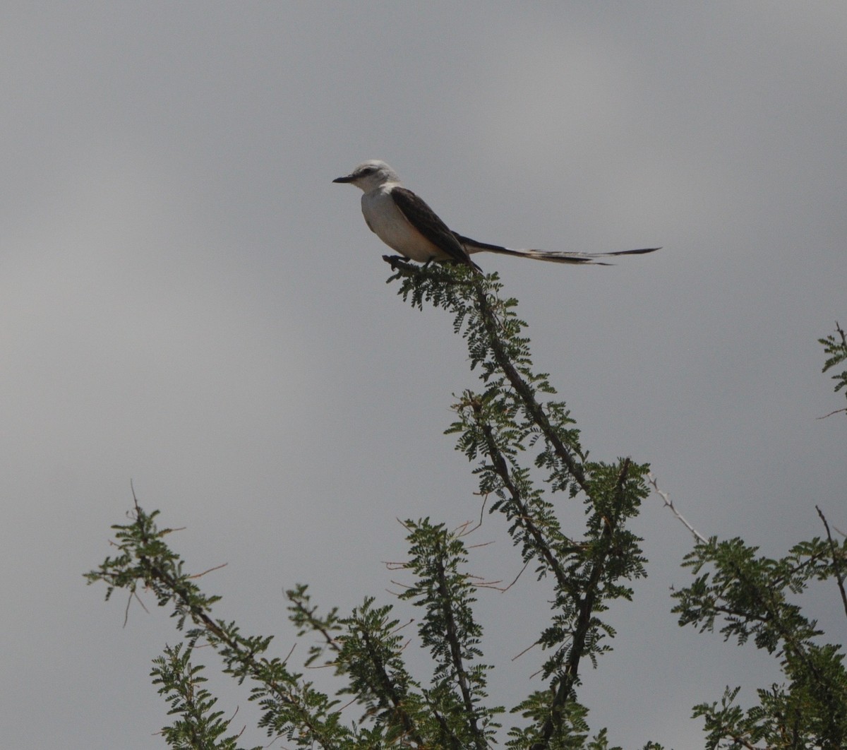 Scissor-tailed Flycatcher - ML360779391