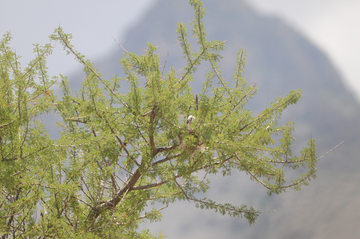 Scissor-tailed Flycatcher - ML360779441