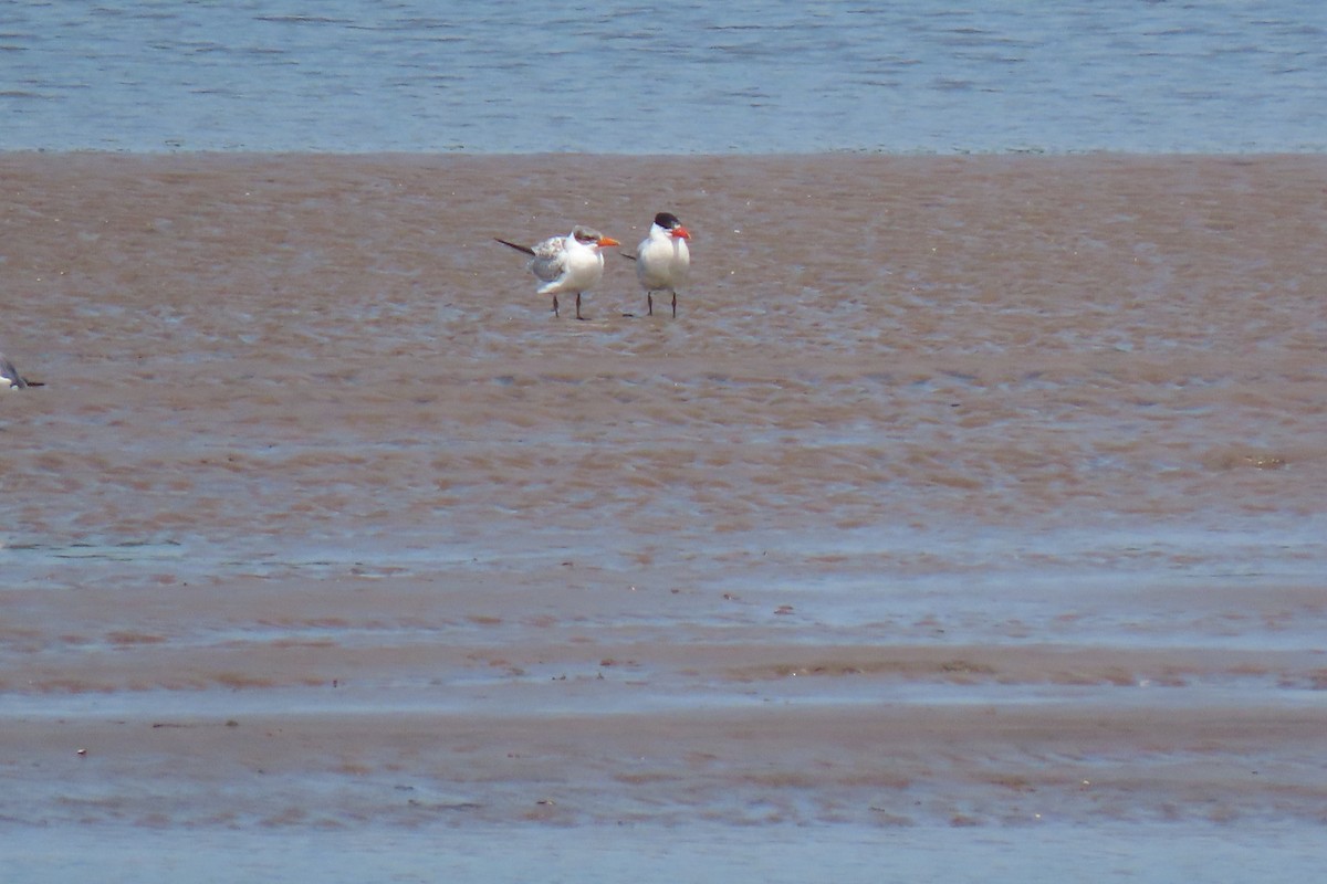 Caspian Tern - ML360779541