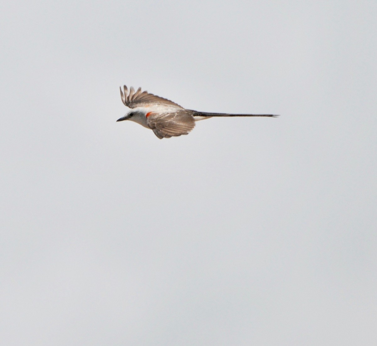 Scissor-tailed Flycatcher - ML360779591