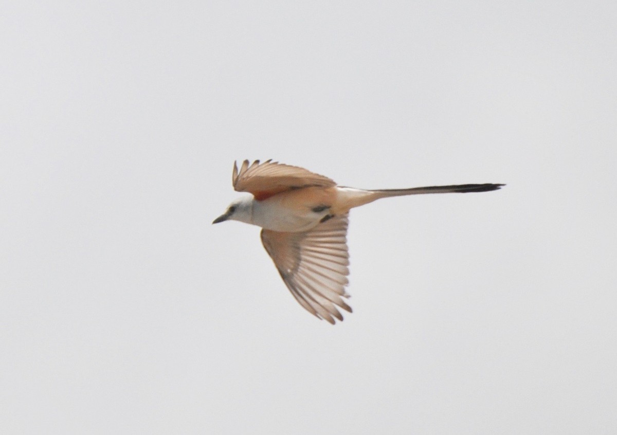 Scissor-tailed Flycatcher - ML360779701
