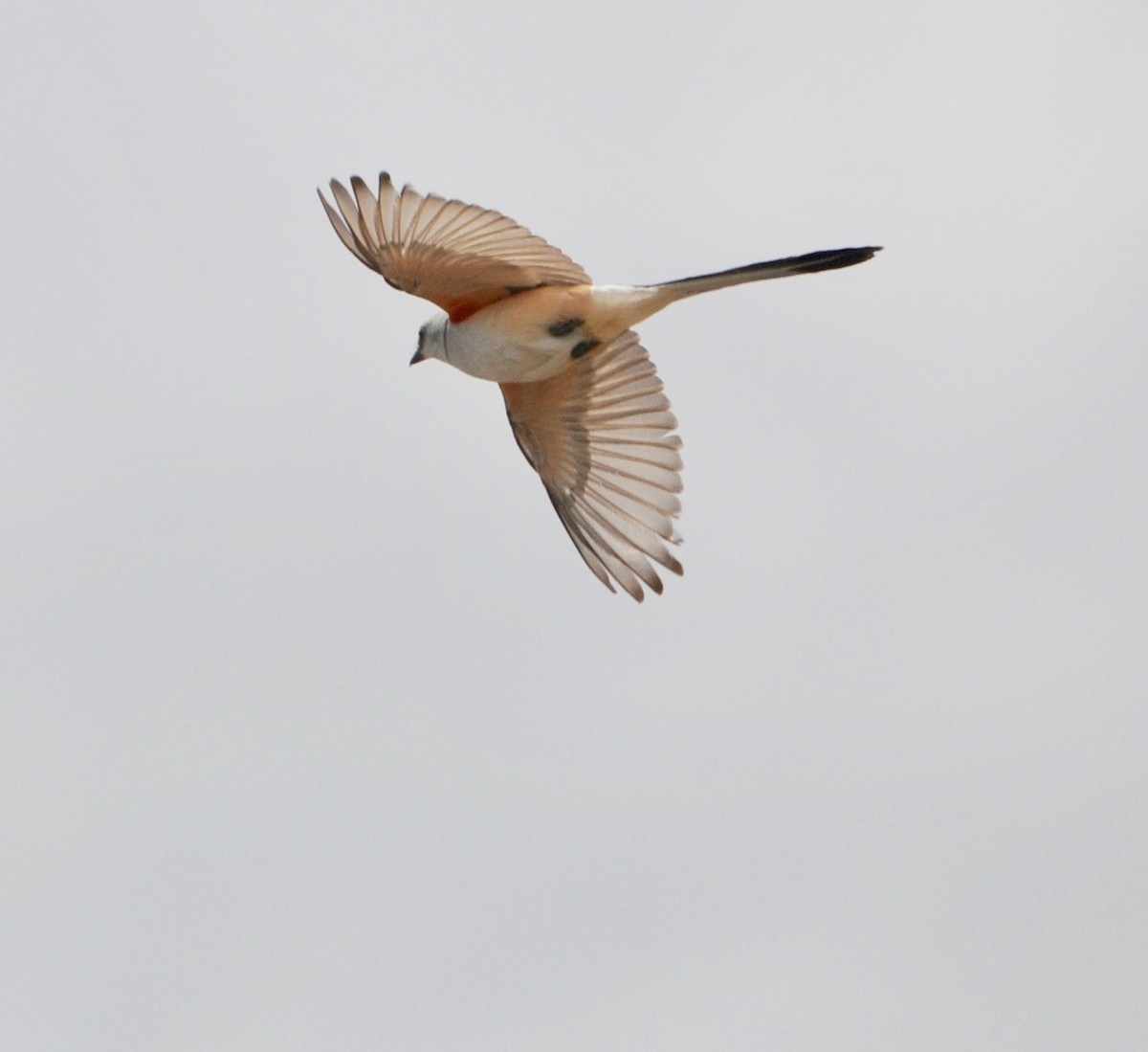 Scissor-tailed Flycatcher - ML360779811