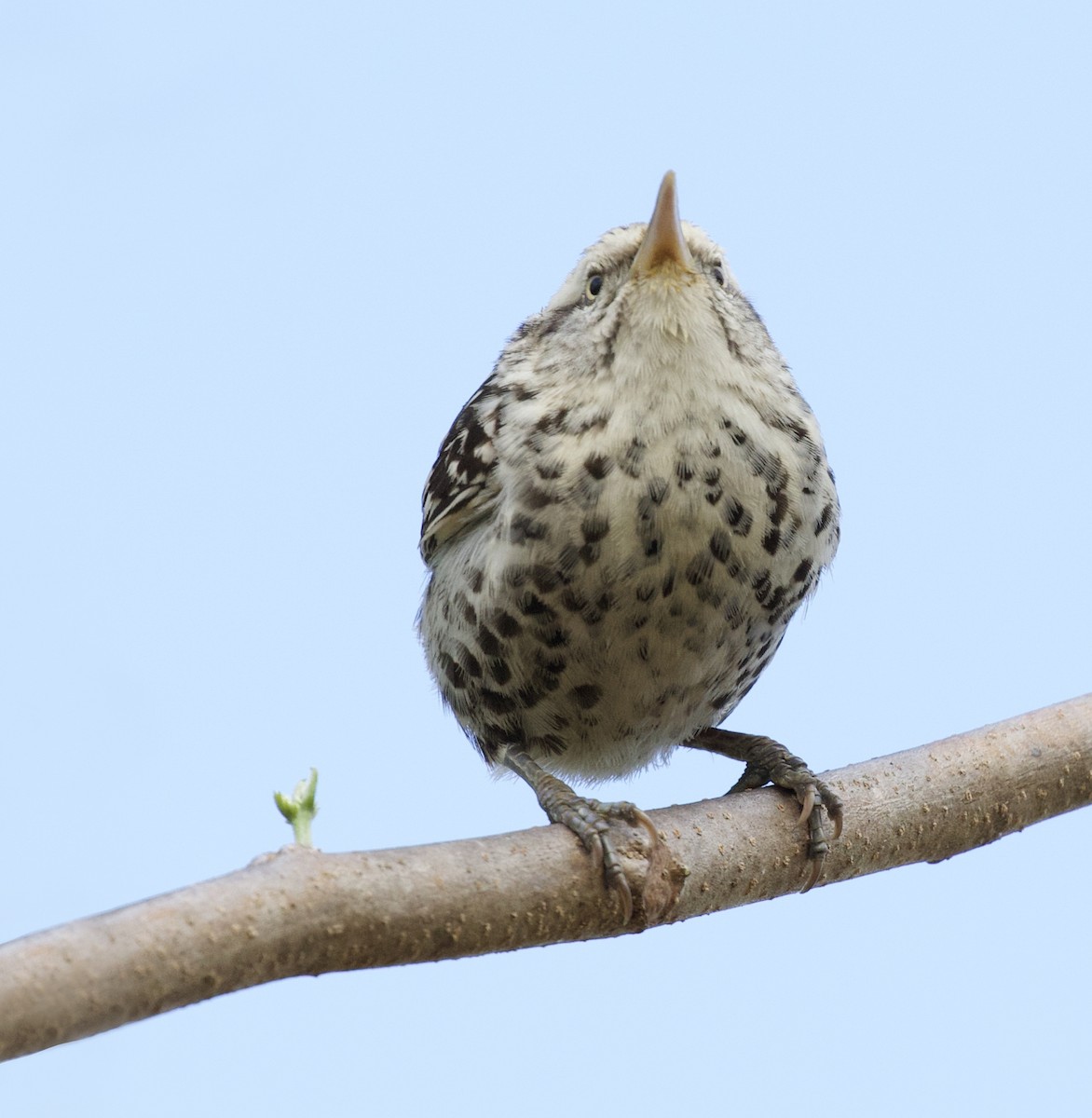 Stripe-backed Wren - ML360781371
