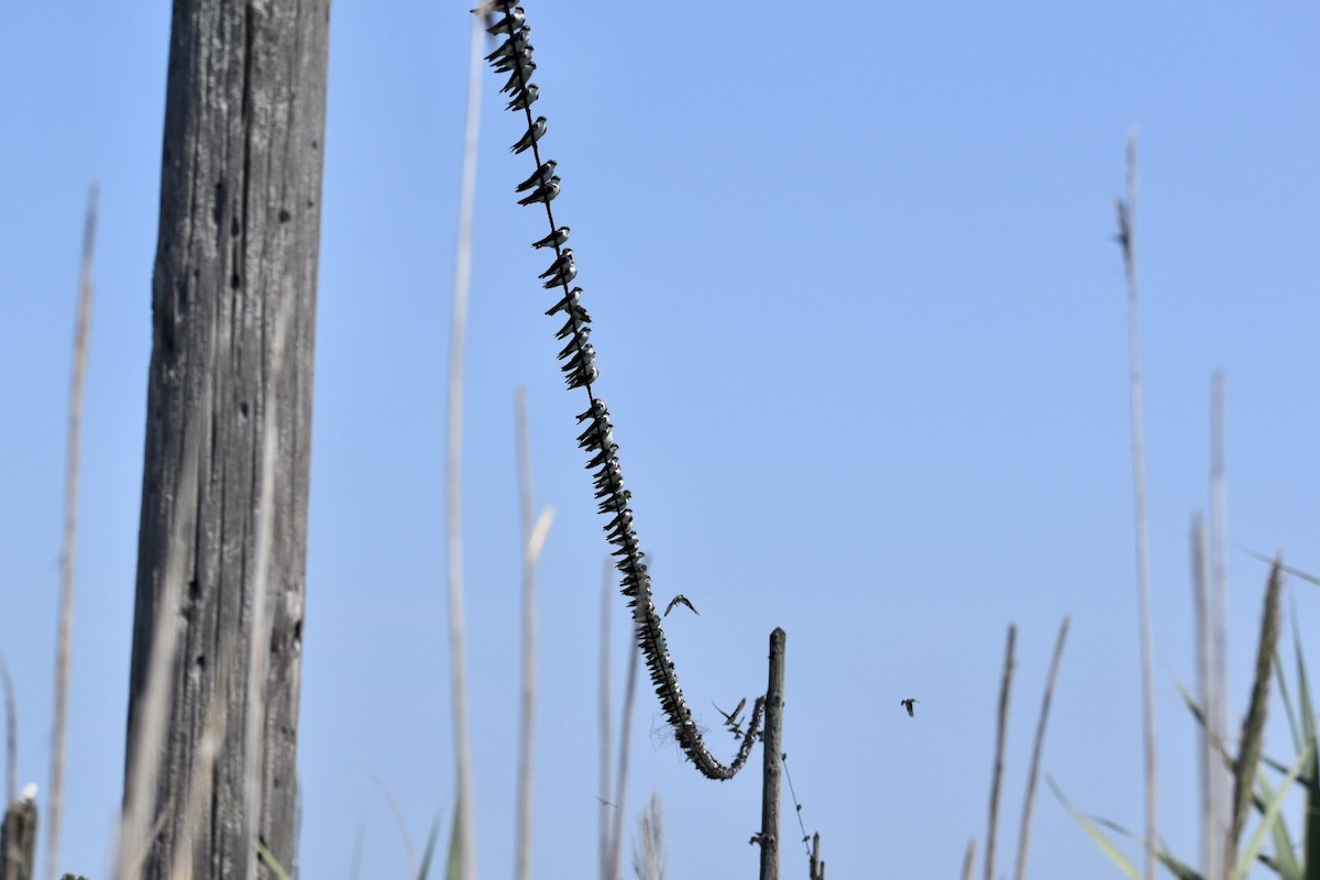 Hirondelle bicolore - ML360781601