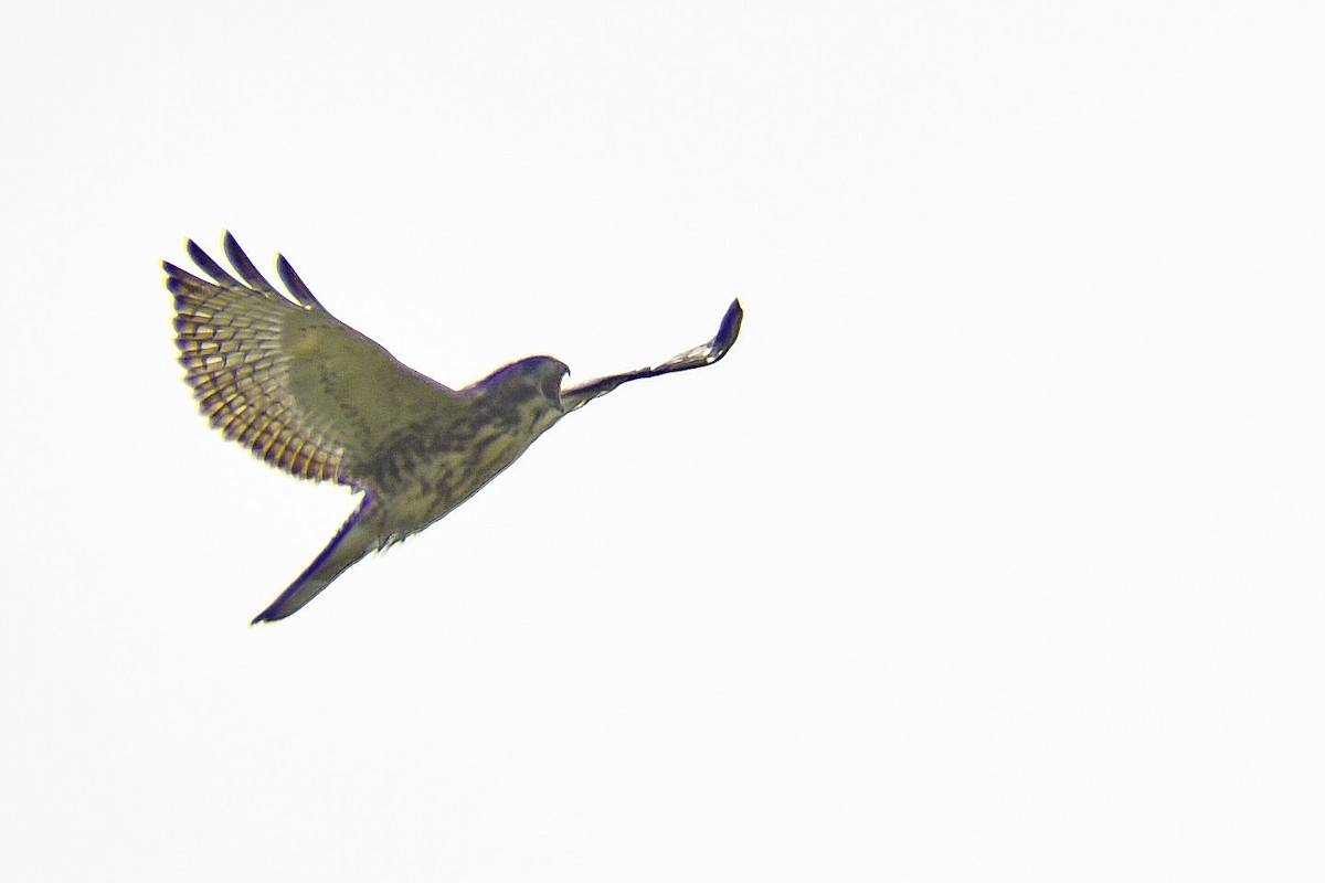 Broad-winged Hawk - ML360781961