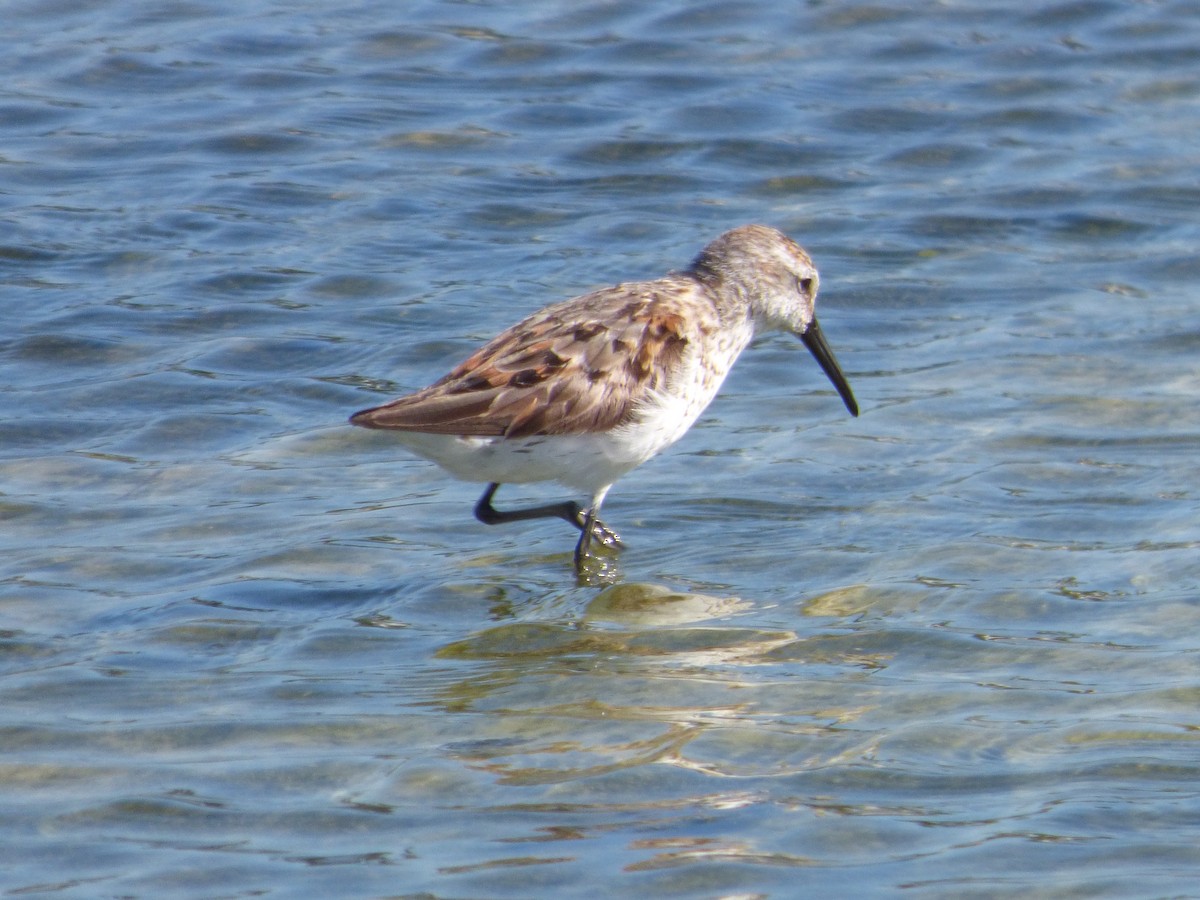 beringsnipe - ML360781981