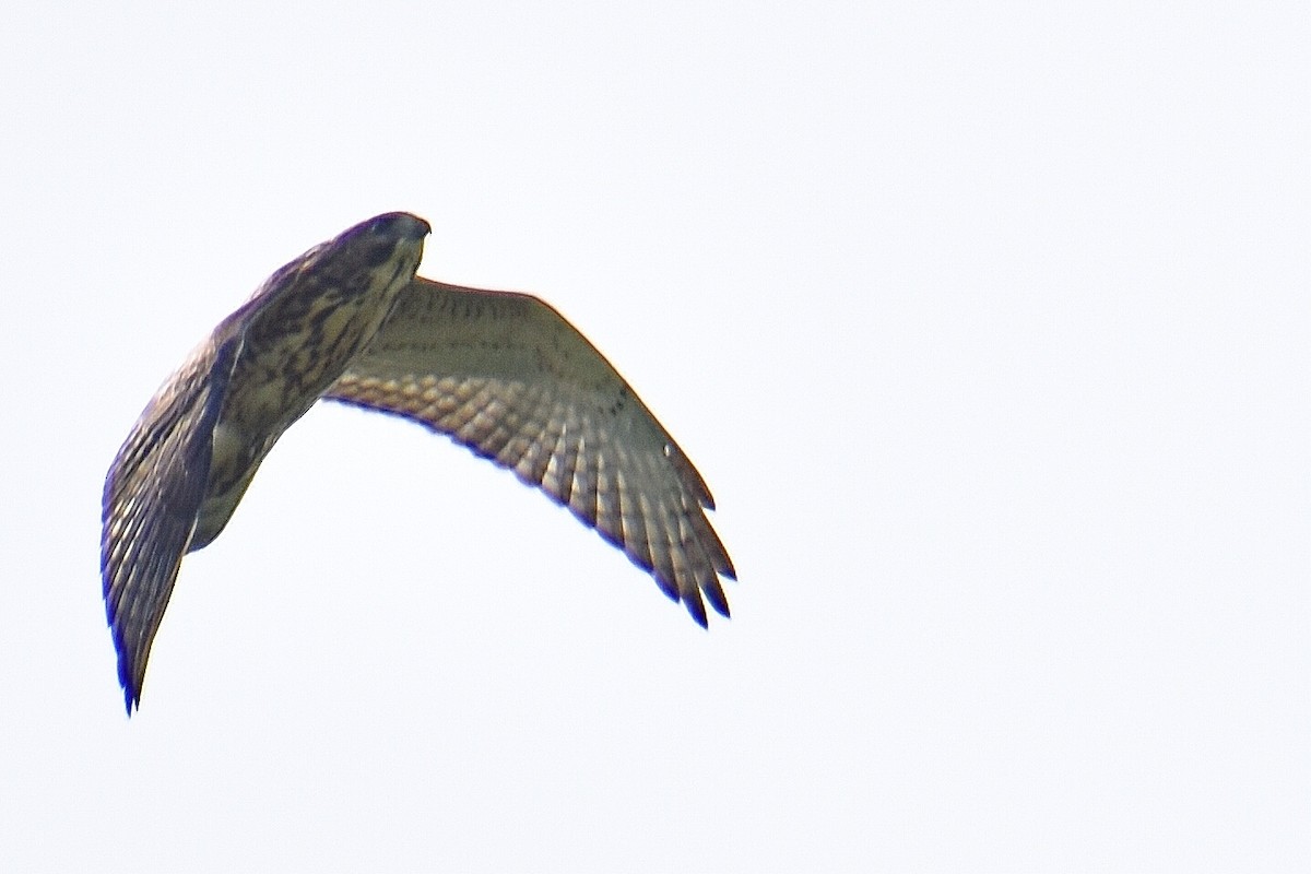 Broad-winged Hawk - ML360782001