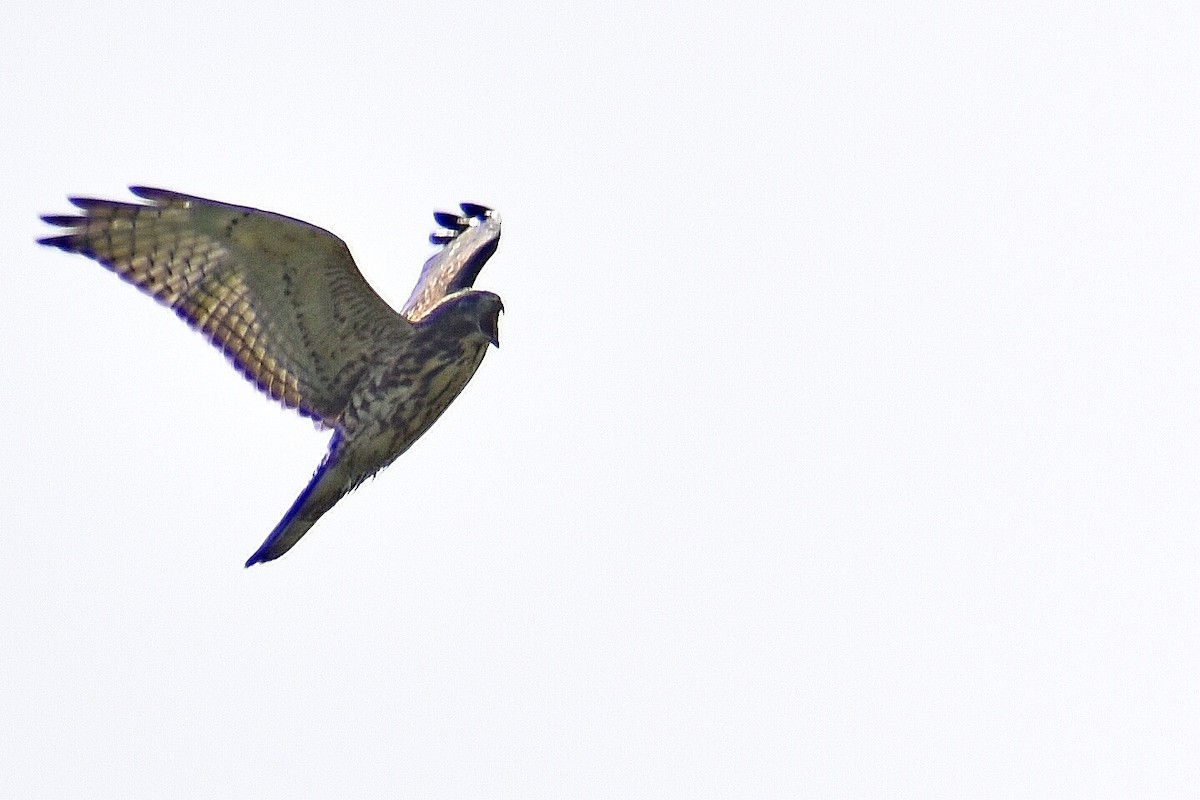 Broad-winged Hawk - ML360782031