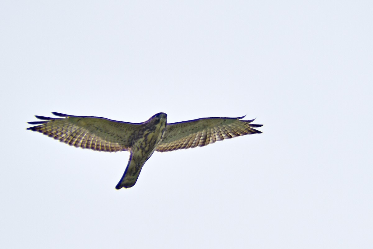Broad-winged Hawk - ML360782051