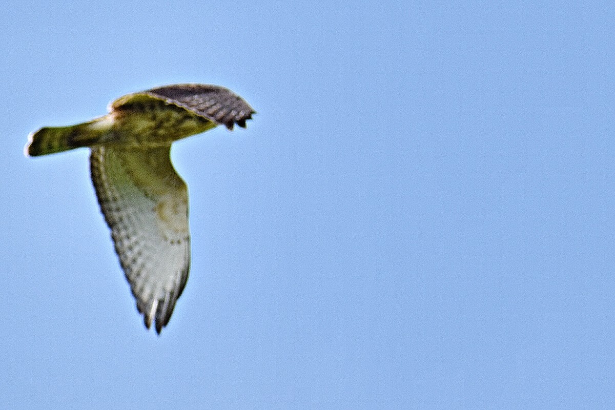Broad-winged Hawk - ML360782151