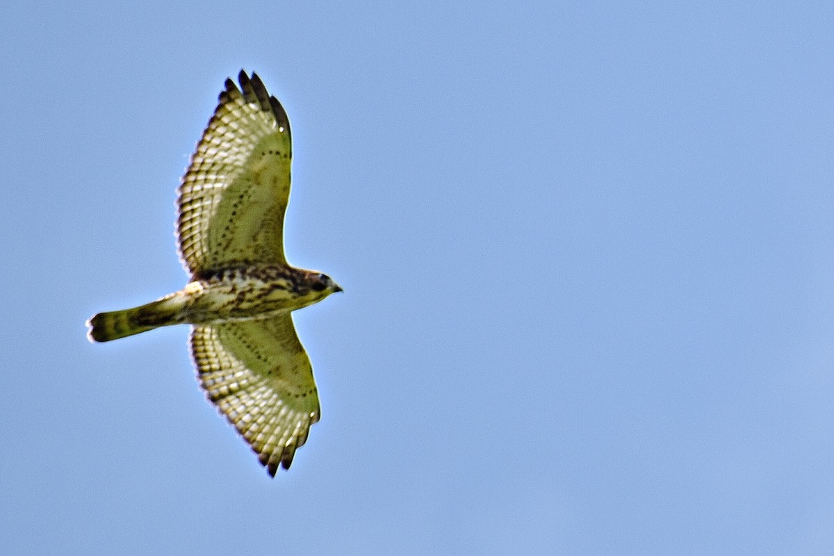 Broad-winged Hawk - ML360782201