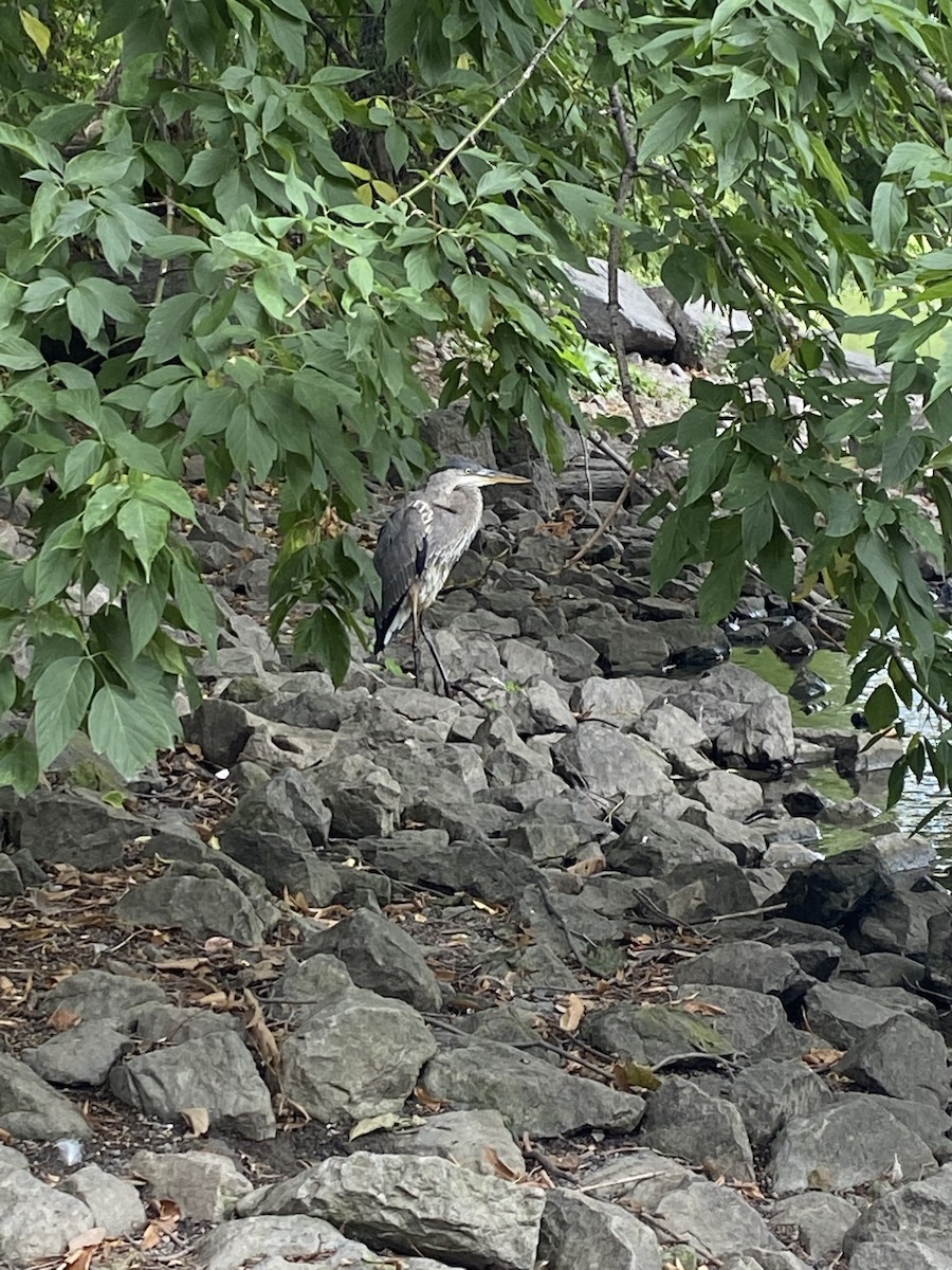 Great Blue Heron - ML360784011