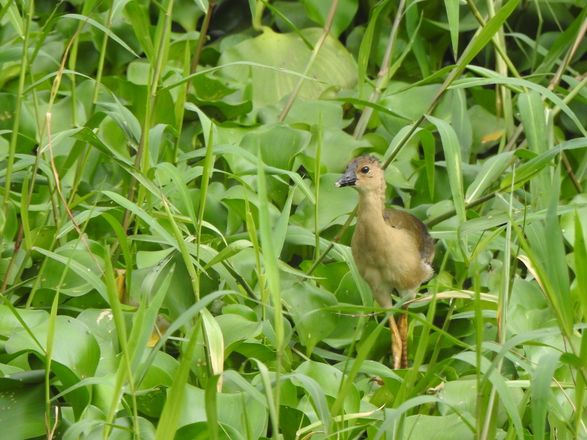 Purple Gallinule - ML360784171