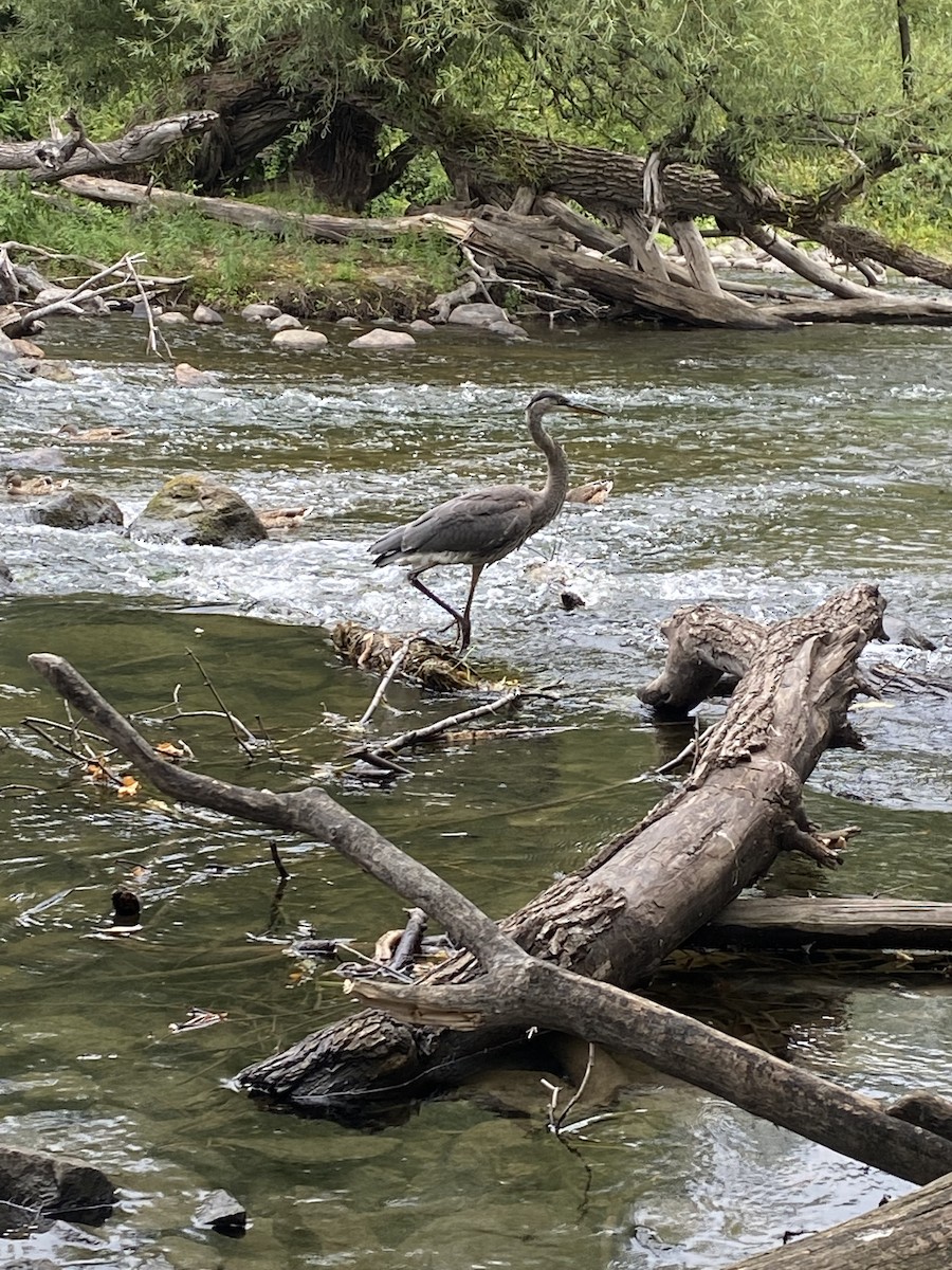 Great Blue Heron - ML360784181