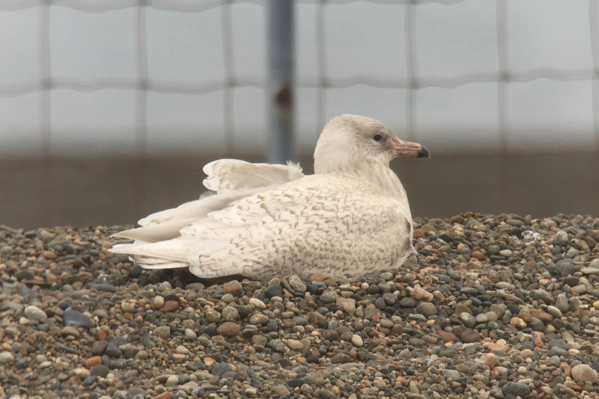 Glaucous Gull - Cory Gregory