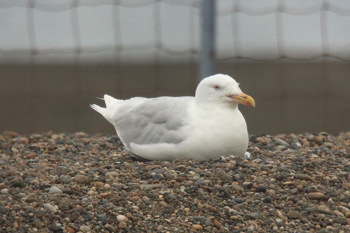 Glaucous Gull - Cory Gregory