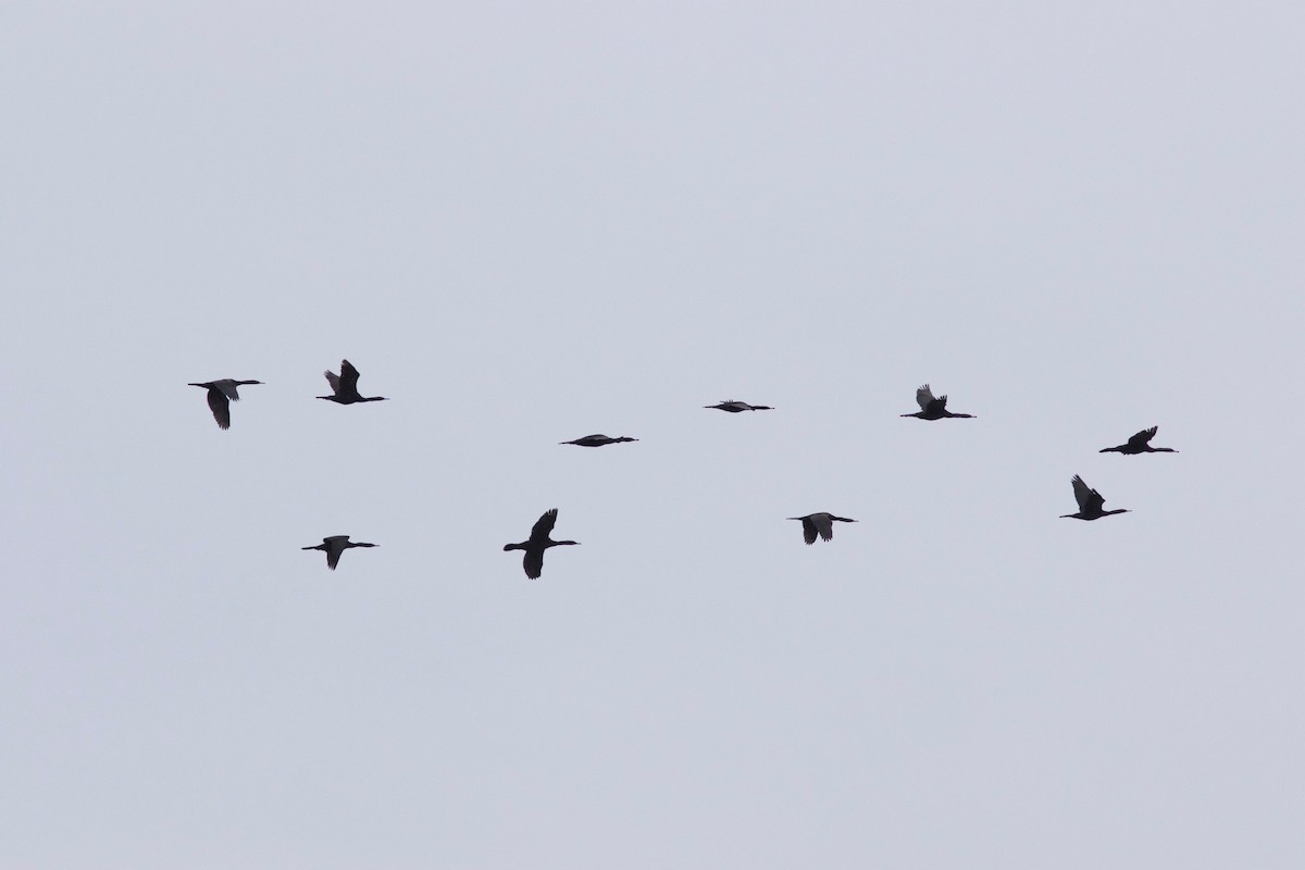 Pelagic Cormorant - Cory Gregory