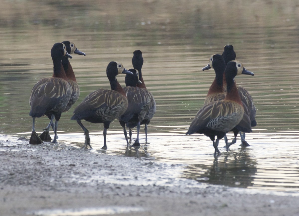 White-faced Whistling-Duck - ML360785361