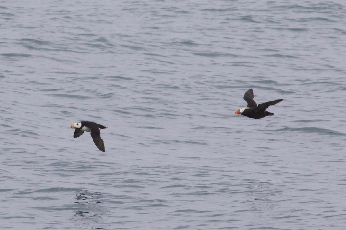 Horned Puffin - ML36078661