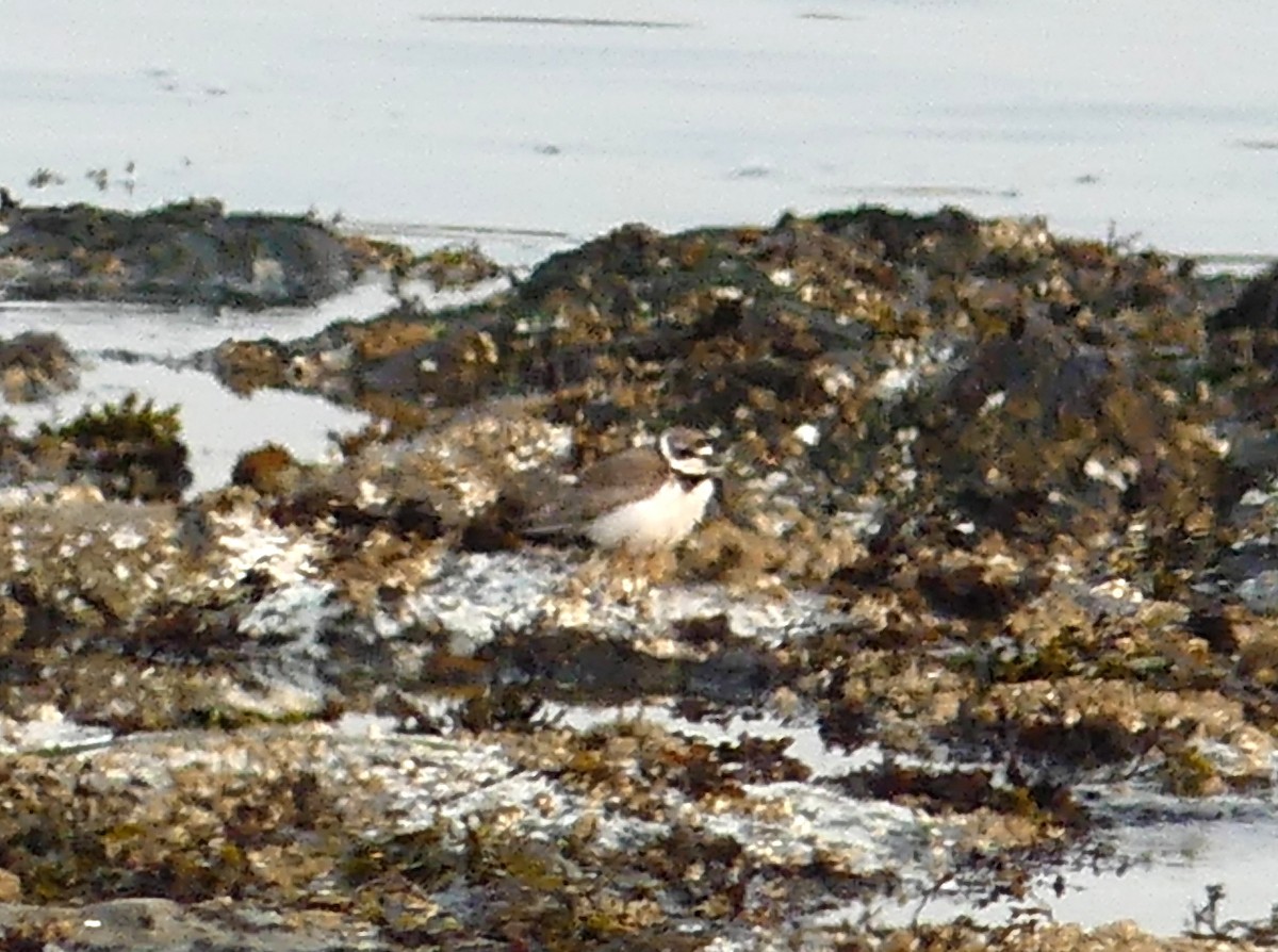 Semipalmated Plover - ML360787471