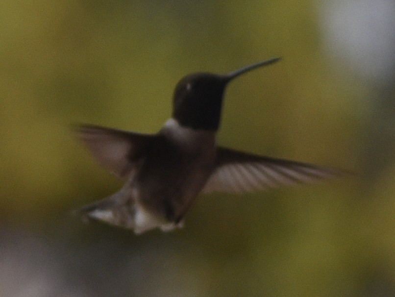 Black-chinned Hummingbird - ML360789091