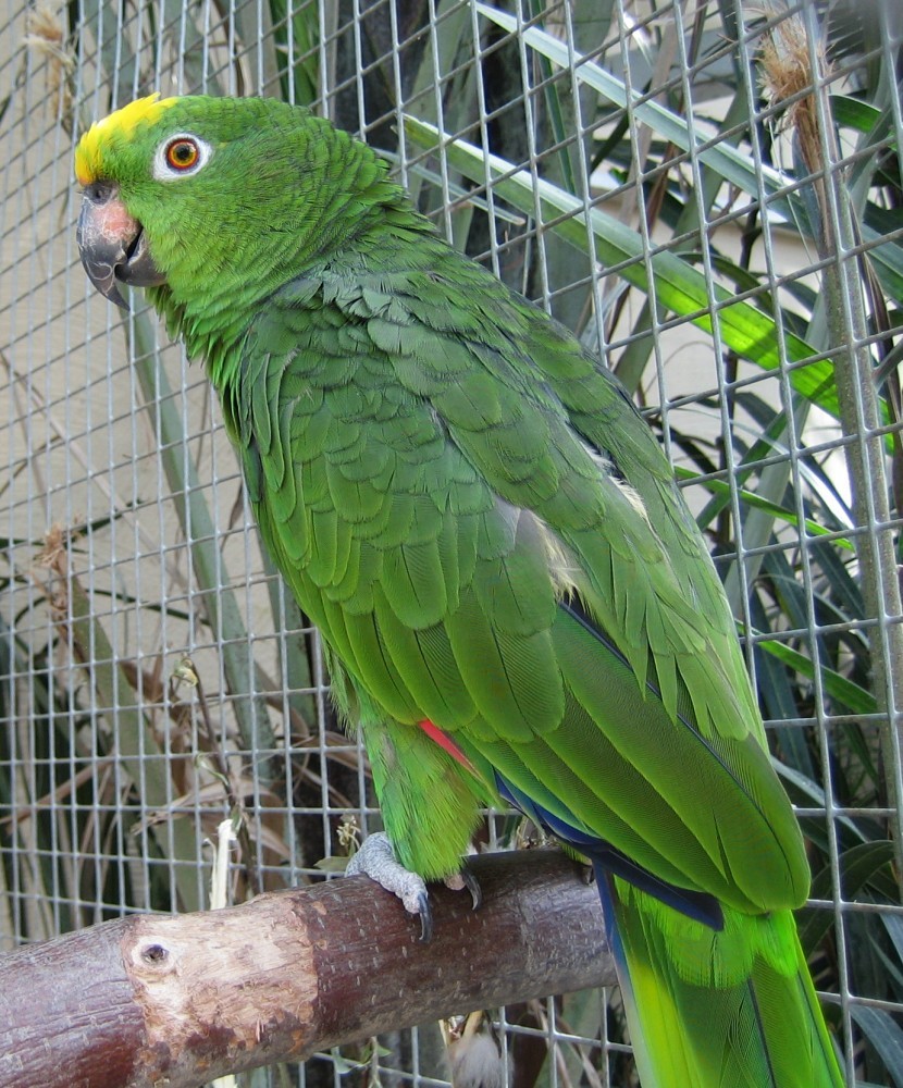 Red-lored Parrot - ML360789121