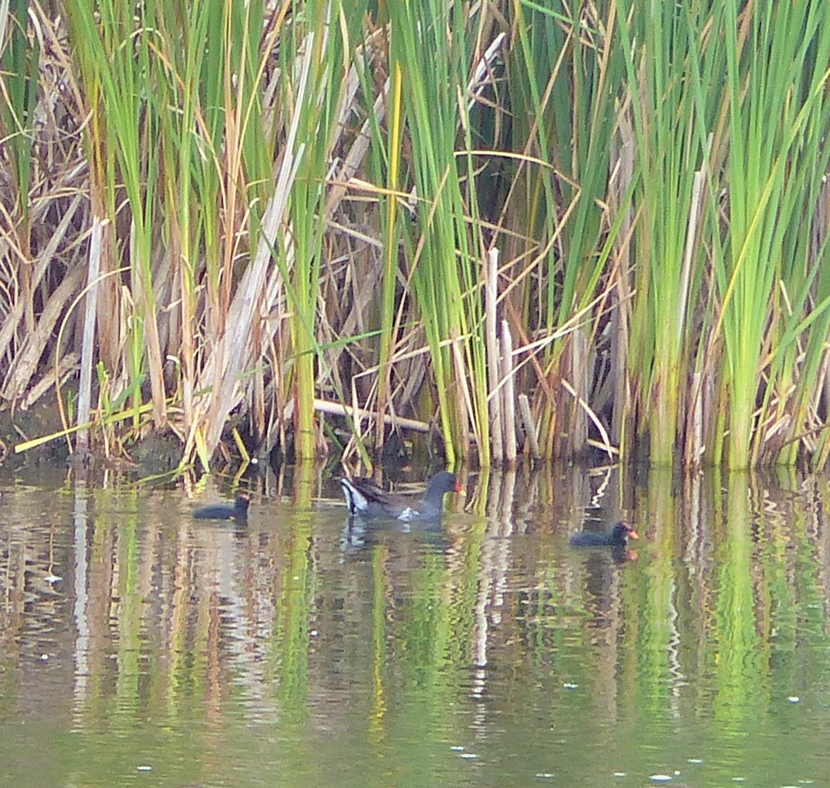 Common Gallinule - Marie Giroux