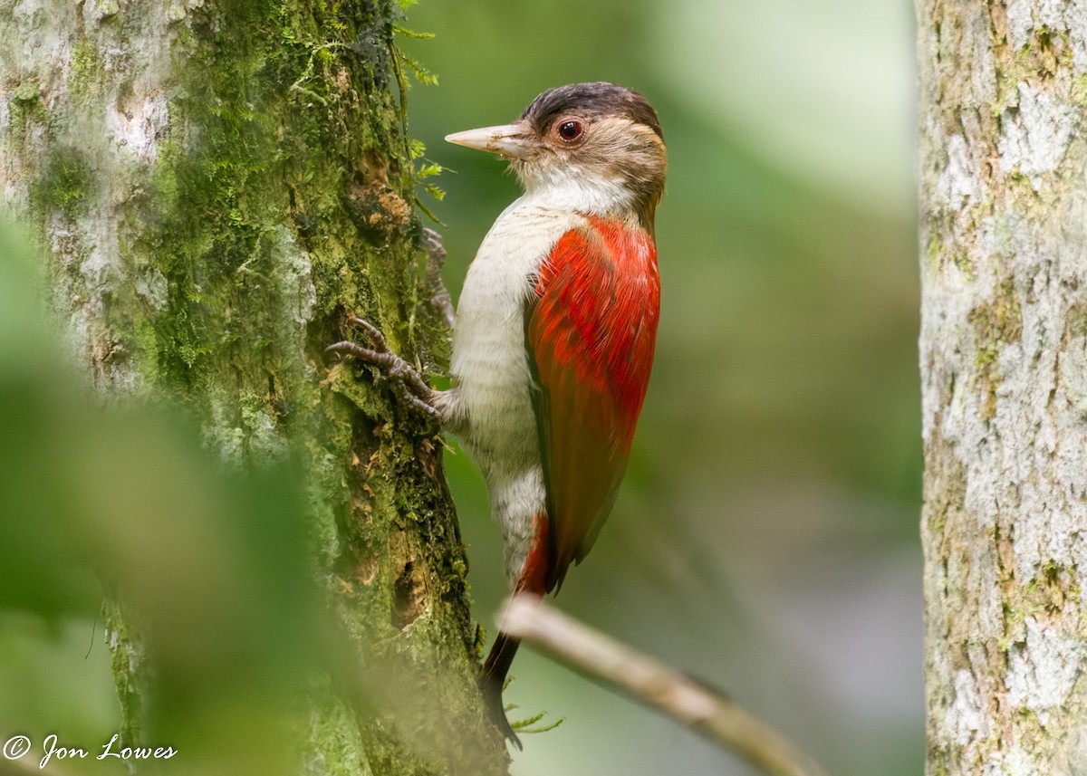 Scarlet-backed Woodpecker - Jon Lowes