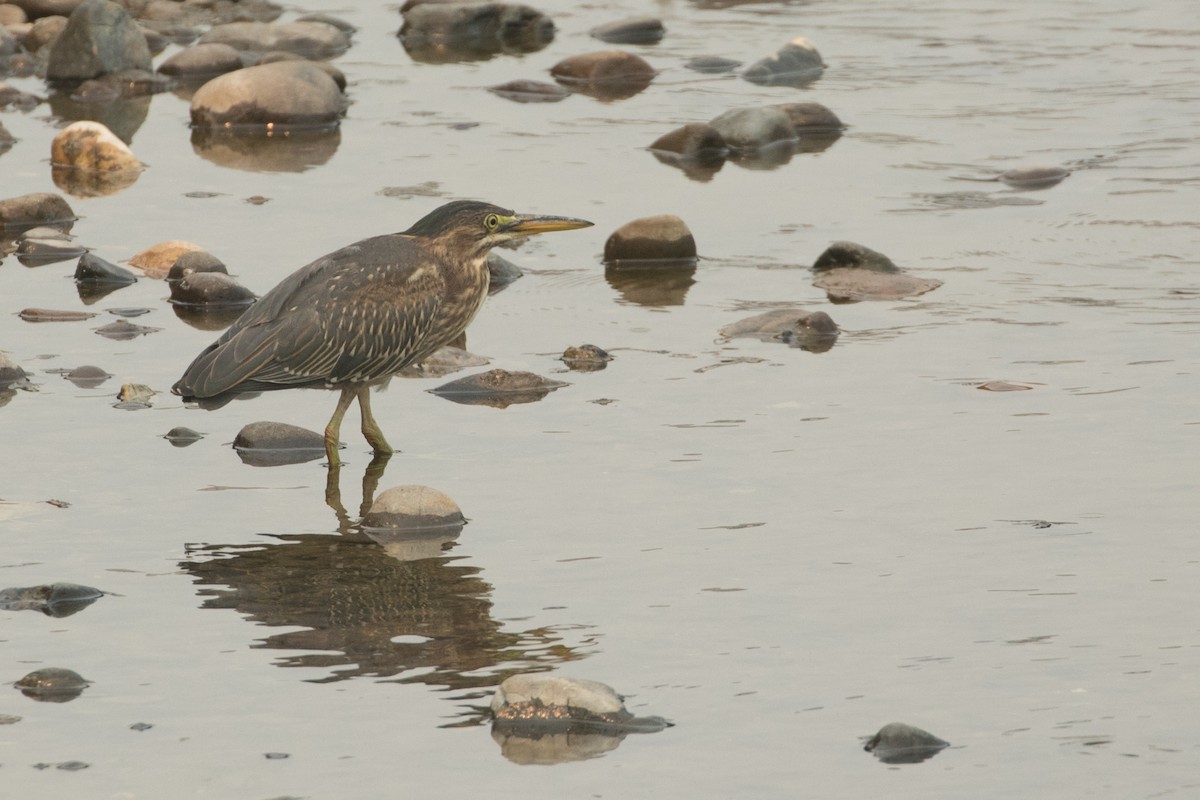 Green Heron - ML360790301