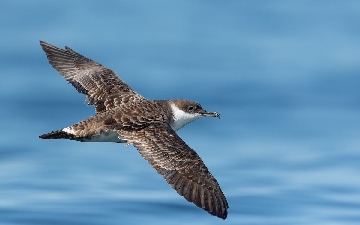 Great Shearwater - Blair Dudeck