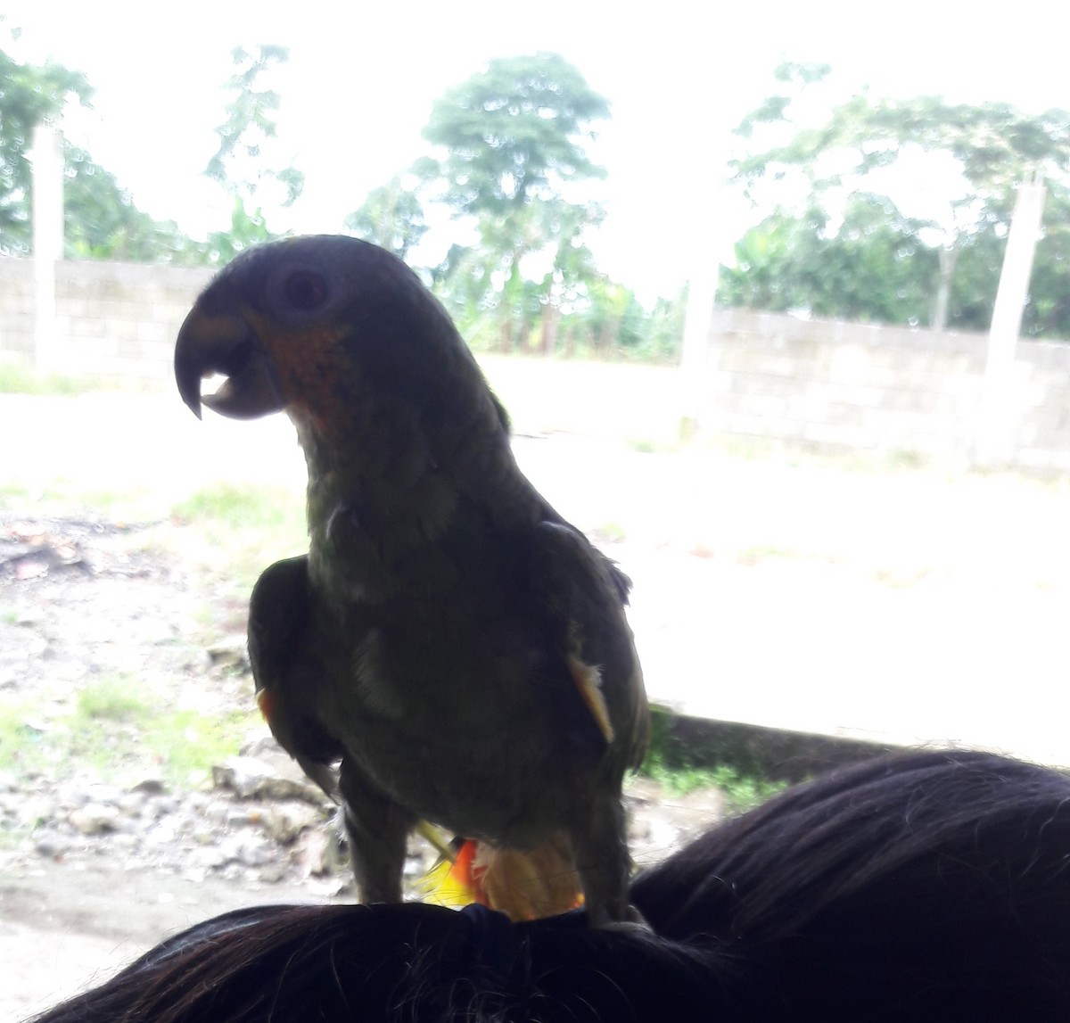 Red-lored Parrot - ML360791011