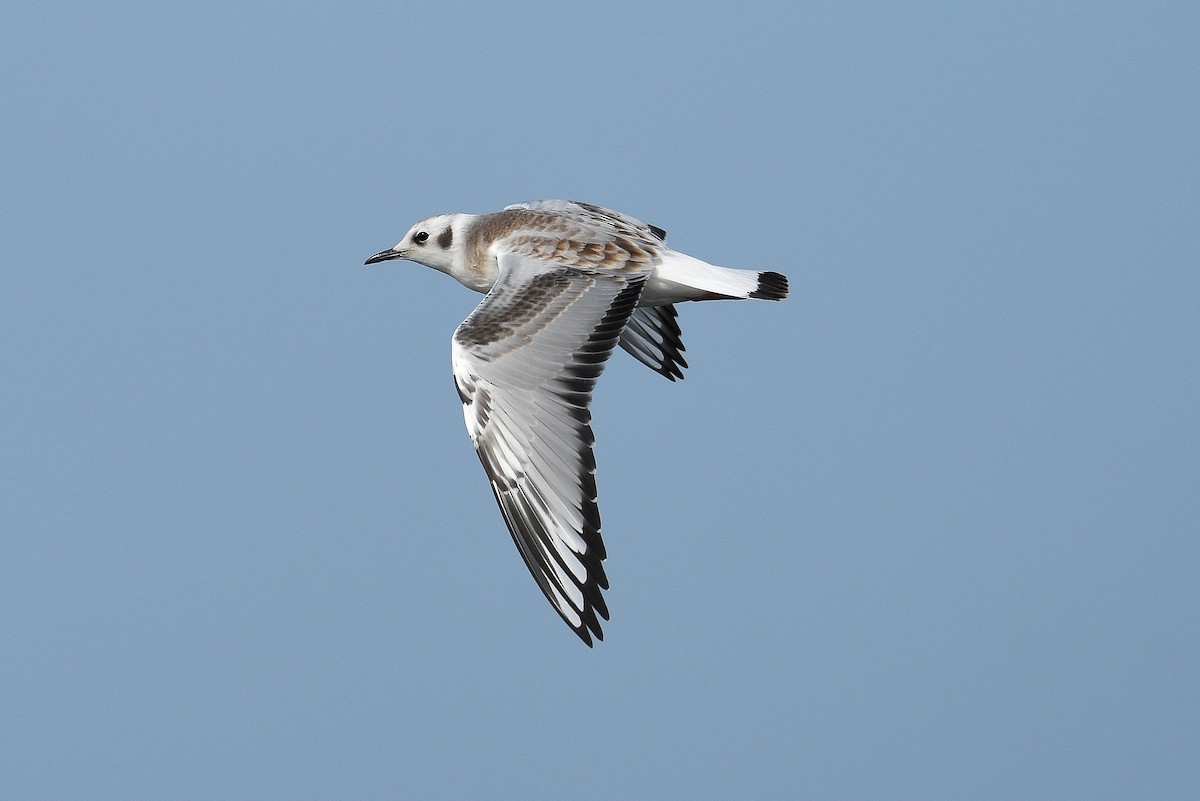 Bonaparte's Gull - ML360791021