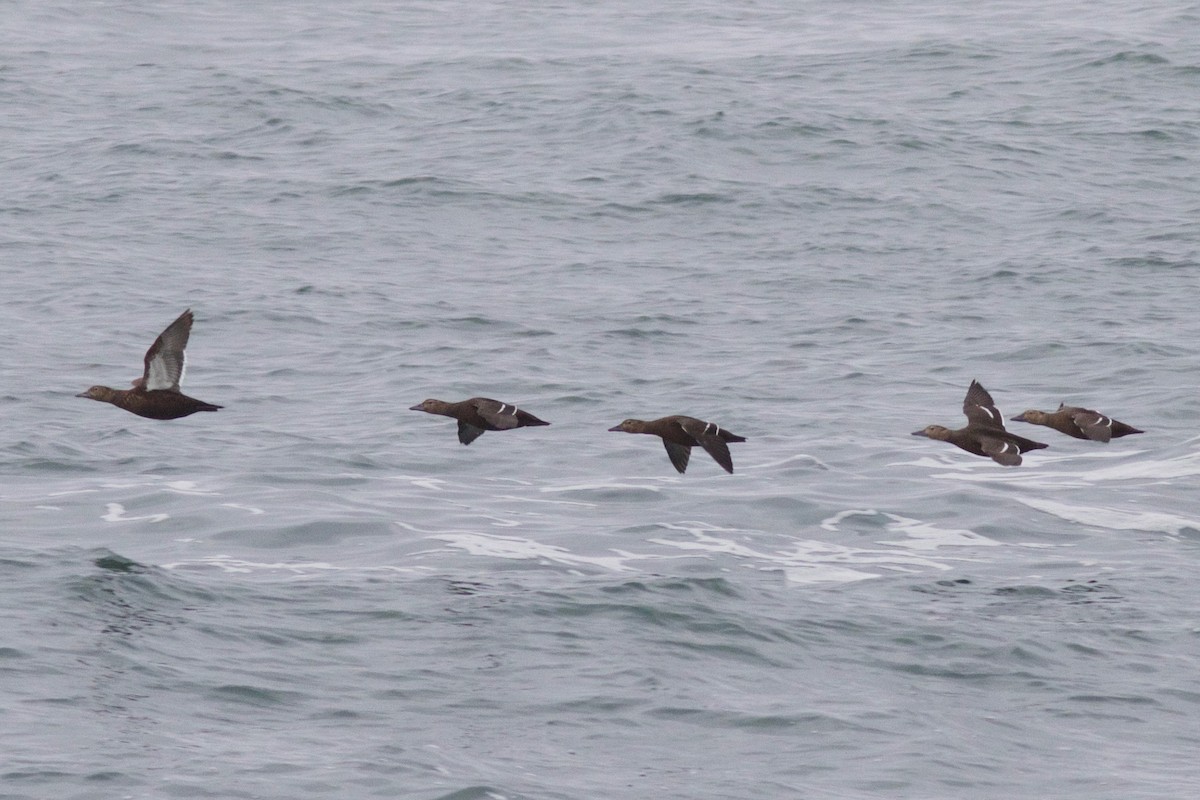 Steller's Eider - Cory Gregory