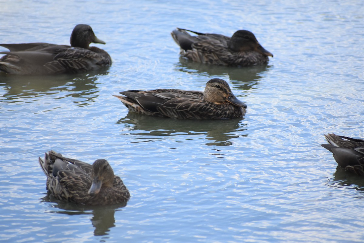 Mallard - ML360793671