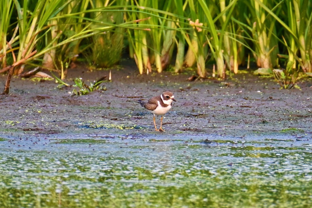 Semipalmated Plover - ML360794761