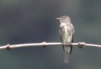 Olive-sided Flycatcher - ML360795281