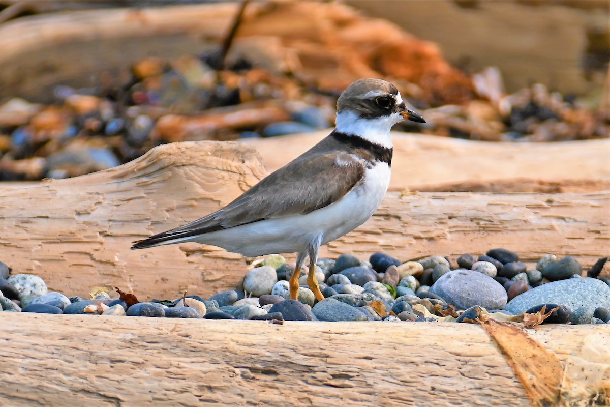 Semipalmated Plover - ML360795291