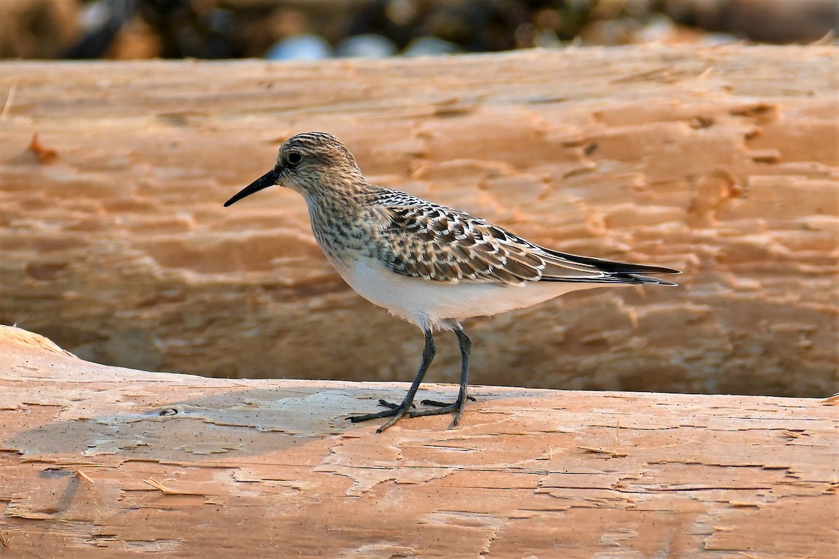 Baird's Sandpiper - Geoffrey Newell