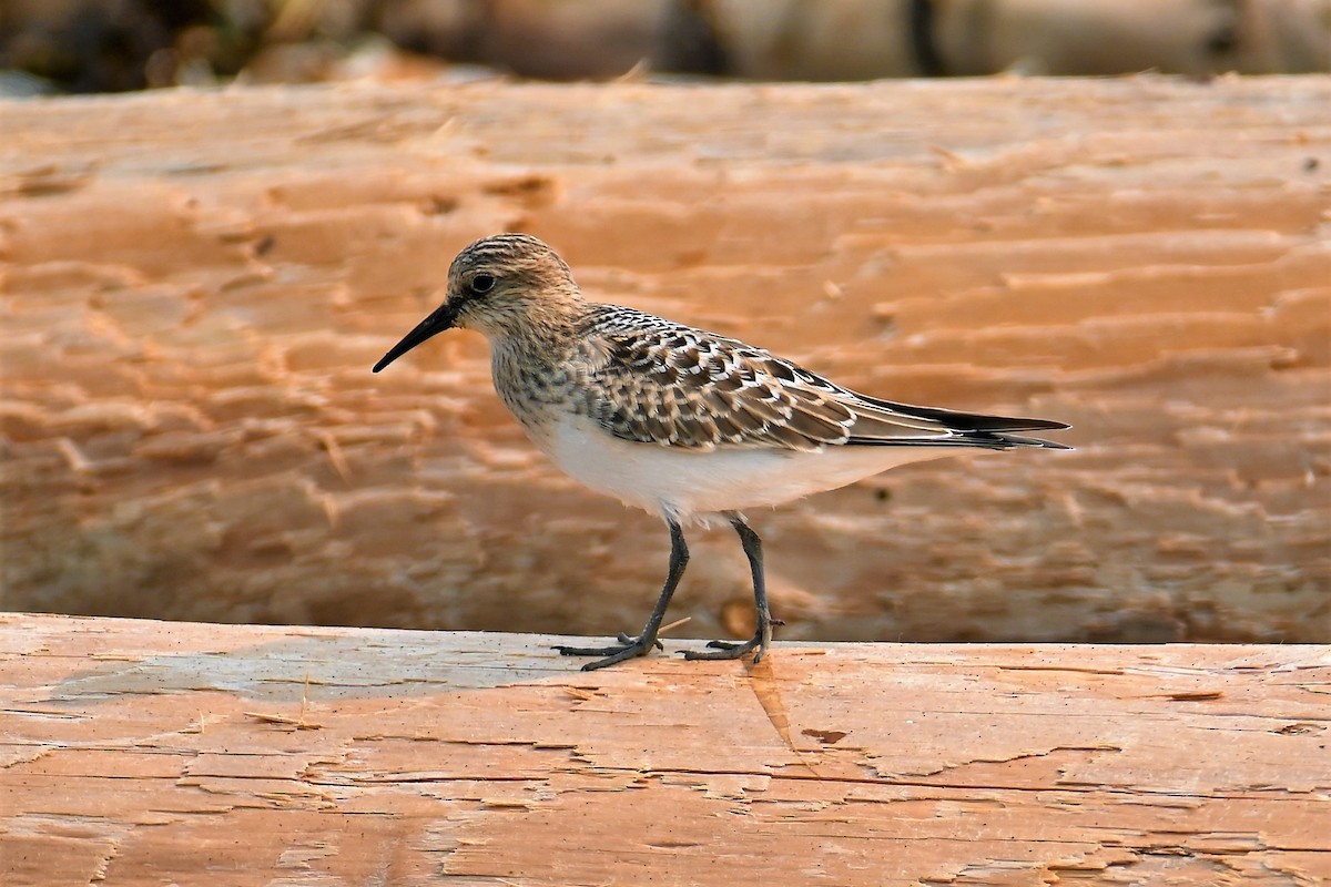 Baird's Sandpiper - Geoffrey Newell