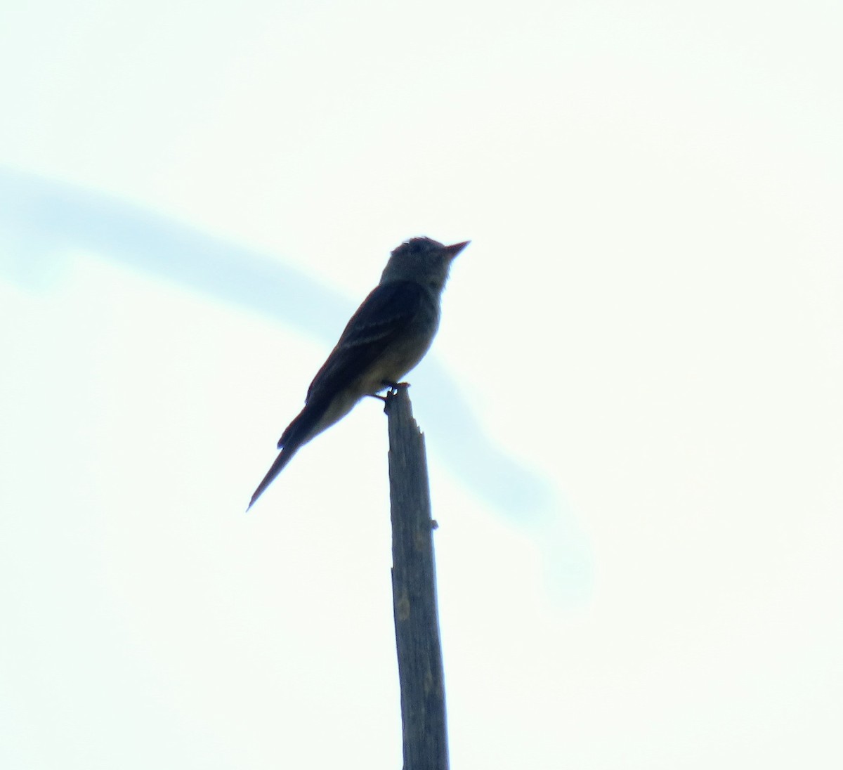 Western Wood-Pewee - ML360795901