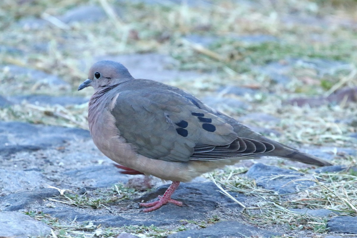 Eared Dove - ML360796511