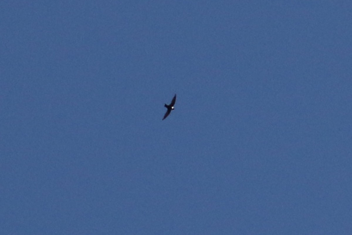 White-collared Swift - Jeffrey Offermann