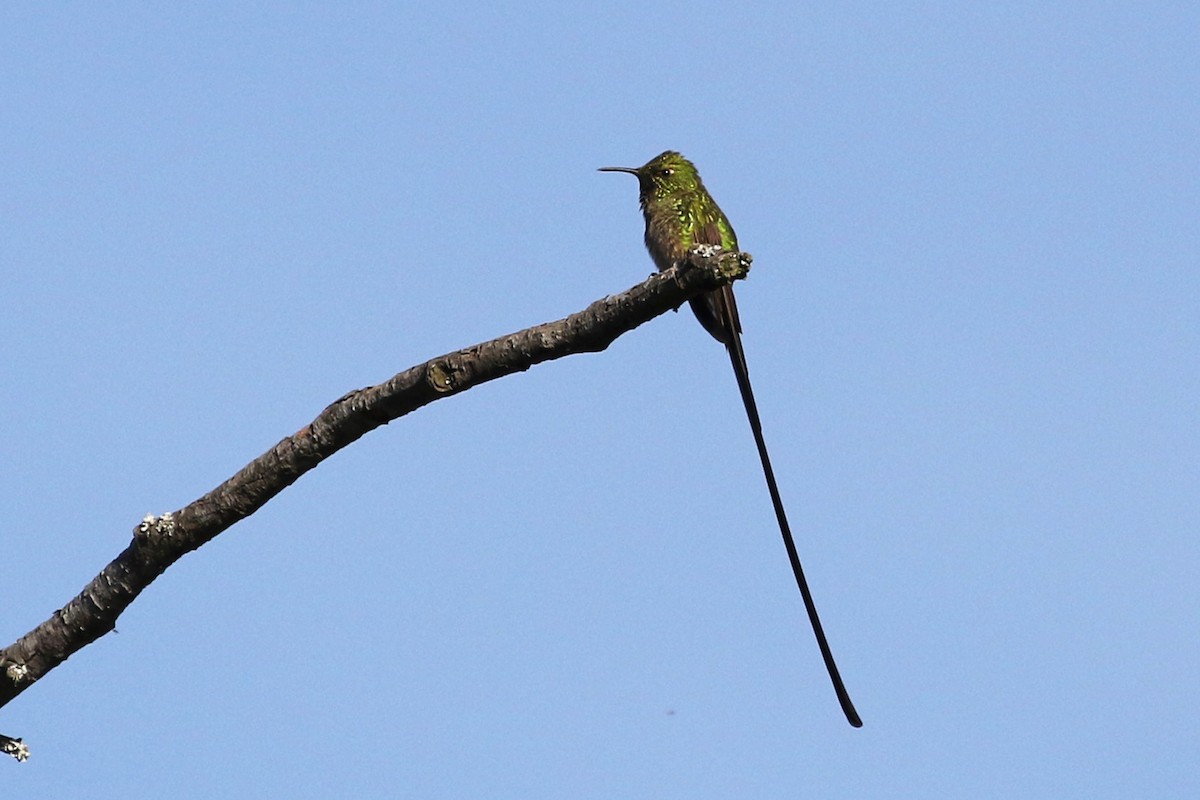 Black-tailed Trainbearer - ML360796951