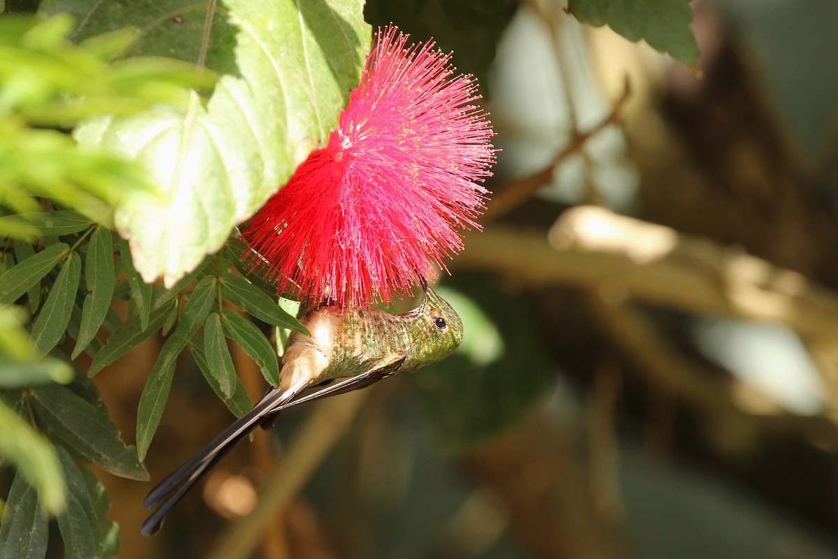 Black-tailed Trainbearer - ML360797011