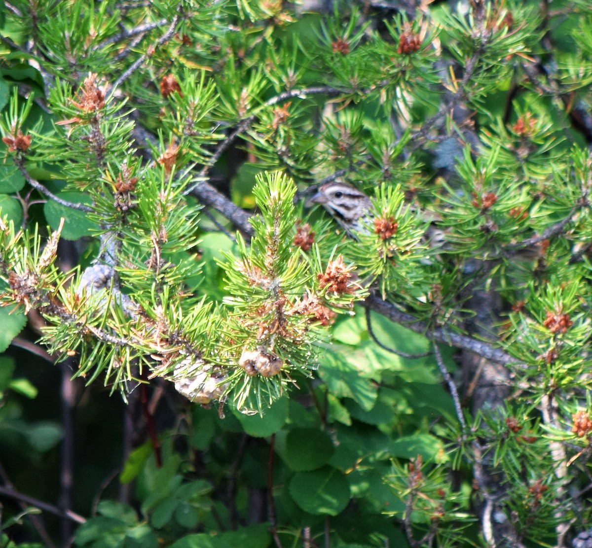 Song Sparrow - ML360797091