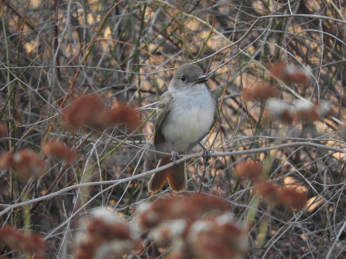 Ash-throated Flycatcher - ML360797271