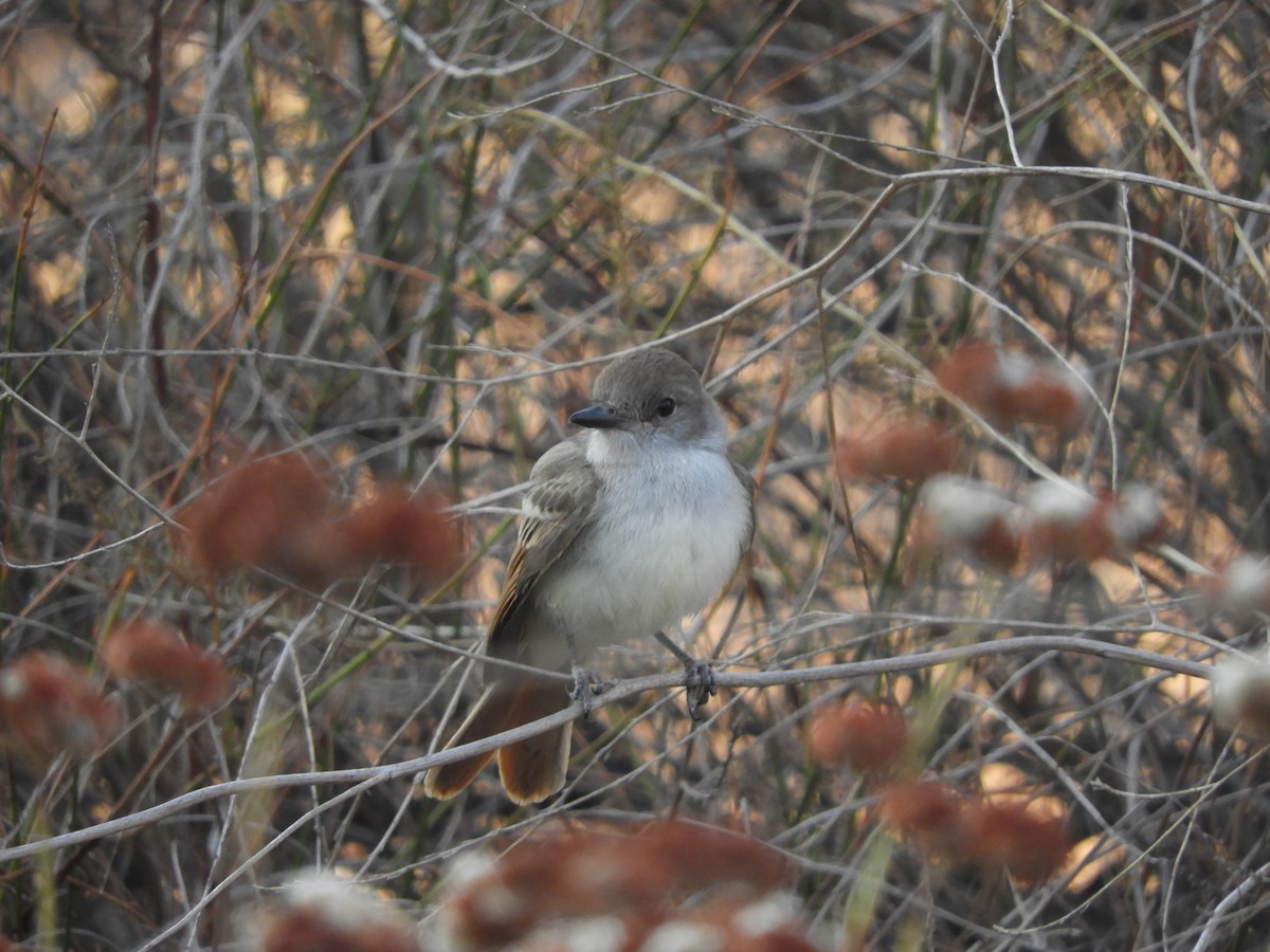 Ash-throated Flycatcher - ML360797281