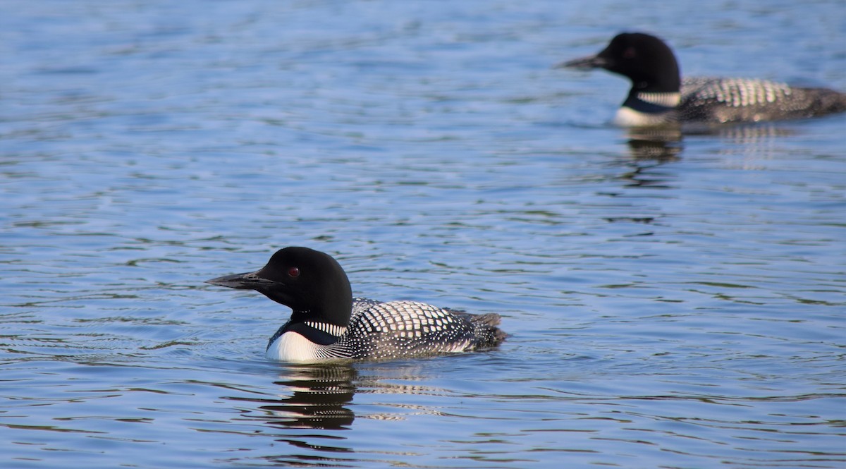 Common Loon - ML360797471